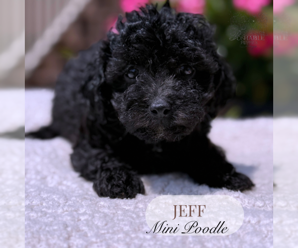 Medium Photo #5 Poodle (Miniature) Puppy For Sale in ELMHURST, IL, USA