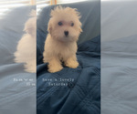 Small Photo #21 Maltipoo (Miniature) Puppy For Sale in HIGH POINT, NC, USA