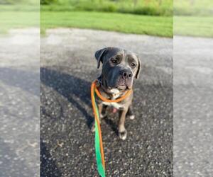 American Pit Bull Terrier-Unknown Mix Dogs for adoption in Calgary, Alberta, Canada