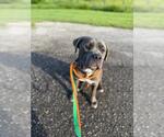 Small American Pit Bull Terrier Mix