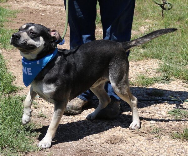 Medium Photo #2 English Bullweiler Puppy For Sale in Bandera, TX, USA