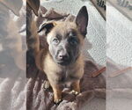 Small #7 German Shepherd Dog Mix