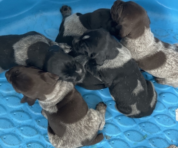 Medium Photo #1 German Shorthaired Pointer Puppy For Sale in FAIRHOPE, PA, USA