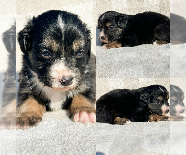 Medium Photo #1 Miniature Australian Shepherd Puppy For Sale in BROOKER, FL, USA