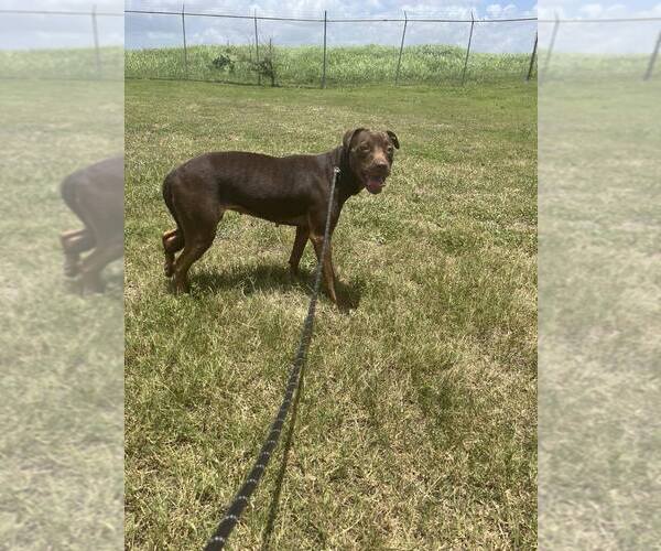 Medium Photo #2 Mutt Puppy For Sale in Abbeville, LA, USA