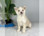 Small Photo #3 Pomsky Puppy For Sale in FRANKLIN, IN, USA