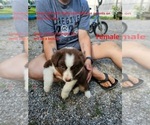 Puppy Sweet Girl Australian Shepherd