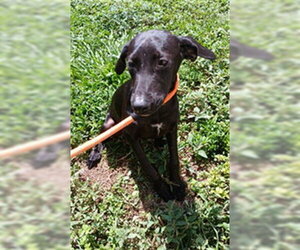 English Coonhound-Unknown Mix Dogs for adoption in Fort Lauderdale, FL, USA
