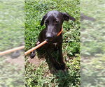 Small English Coonhound Mix