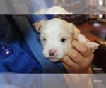 Small #2 Maltipoo
