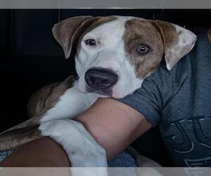 Mutt Dogs for adoption in Las Vegas, NV, USA