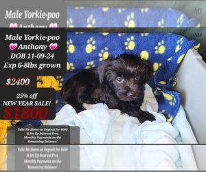 YorkiePoo Puppy for sale in TUCSON, AZ, USA