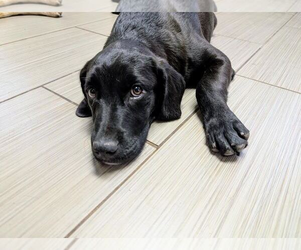 Medium Photo #4 Labrador Retriever-Unknown Mix Puppy For Sale in Clovis, CA, USA