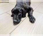 Small #3 Labrador Retriever Mix