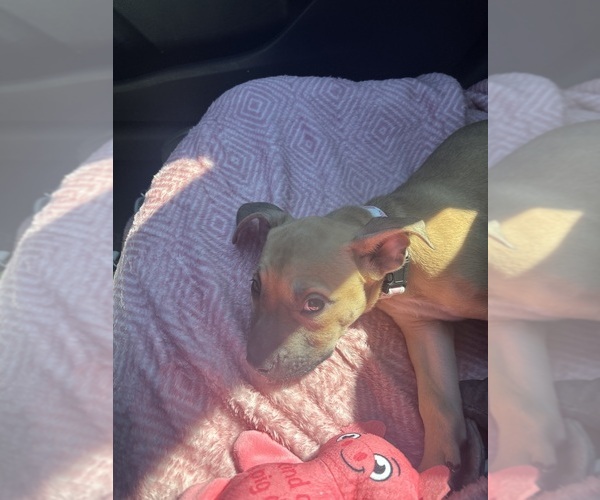 Medium Photo #1 American Pit Bull Terrier Puppy For Sale in HOUSTON, TX, USA