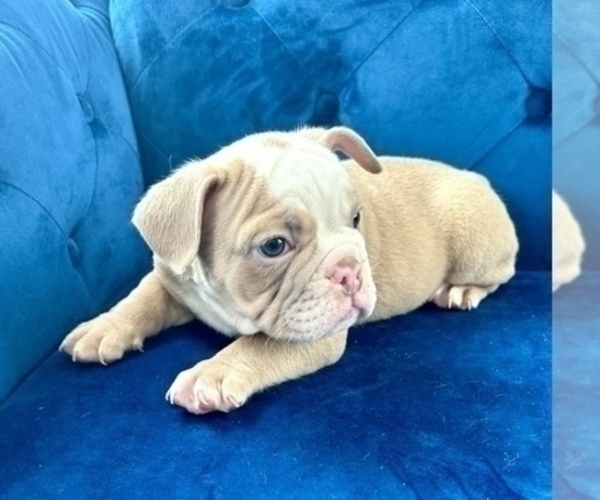 Medium Photo #2 English Bulldog Puppy For Sale in JERSEY CITY, NJ, USA