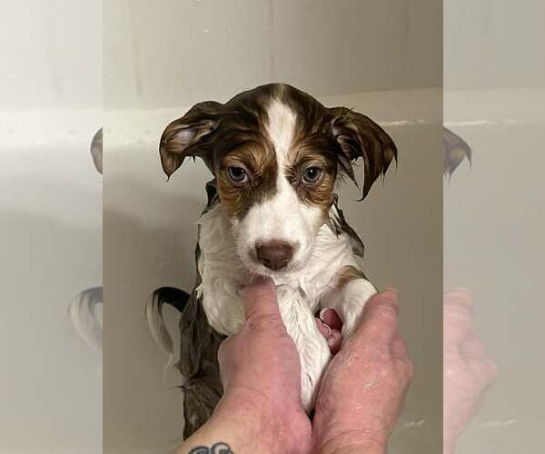 Medium Photo #2 Collie-Parson Russell Terrier Mix Puppy For Sale in Sandy, UT, USA