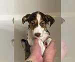 Small #1 Collie-Parson Russell Terrier Mix