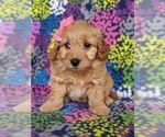 Small Photo #7 Goldendoodle Puppy For Sale in QUARRYVILLE, PA, USA
