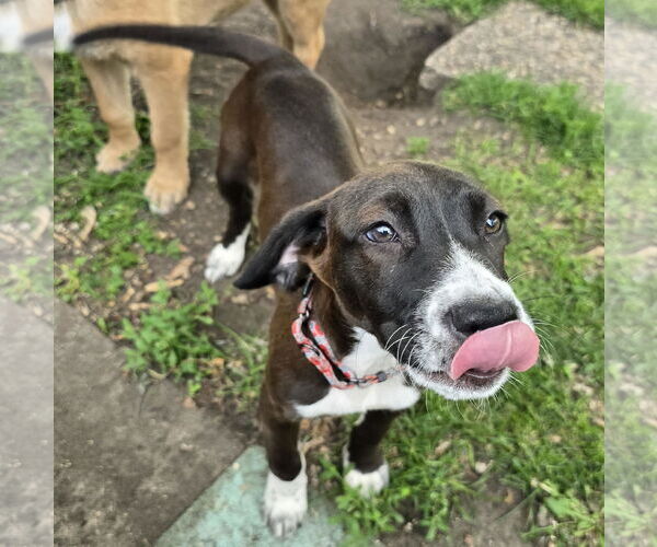 Medium Photo #3 Labrador Retriever-Unknown Mix Puppy For Sale in Brooklyn Center, MN, USA