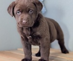 Small #3 Labrador Retriever