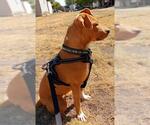 Small #1 Mutt