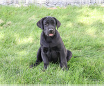 Small #4 Labrador Retriever