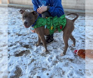 Mutt Dogs for adoption in Boston, MA, USA