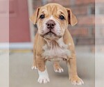 Small Photo #22 Olde English Bulldogge Puppy For Sale in NEOSHO, MO, USA