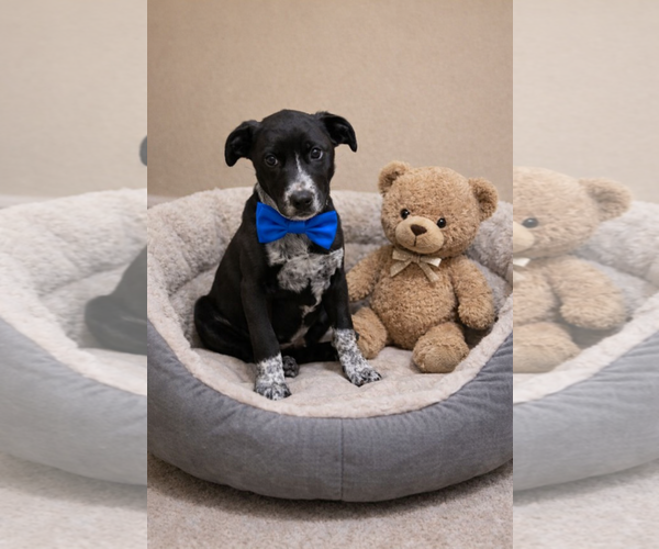 Medium Photo #2 Borador Puppy For Sale in Mt. Laurel, NJ, USA