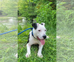 American Pit Bull Terrier-Unknown Mix Dogs for adoption in Germantown, OH, USA