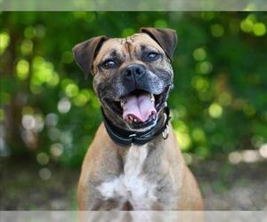Boxer-Unknown Mix Dogs for adoption in Tavares, FL, USA