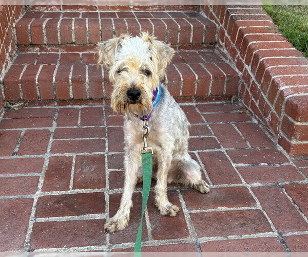 Medium Photo #2 Mutt Puppy For Sale in Long Beach, CA, USA