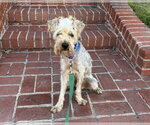 Small #1 Mutt