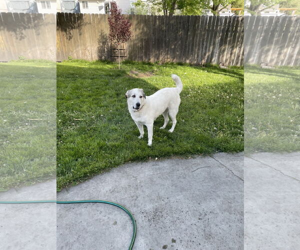 Medium Photo #1 Akbash-Unknown Mix Puppy For Sale in Bountiful, UT, USA