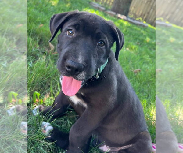 Medium Photo #2 Mutt Puppy For Sale in New London, WI, USA