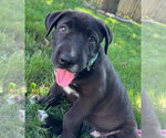 Small #1 Mutt