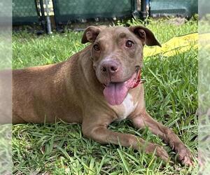 American Pit Bull Terrier Dogs for adoption in Fort Lauderdale, FL, USA