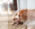 Small Photo #8 Cavalier King Charles Spaniel Puppy For Sale in ALBUQUERQUE, NM, USA