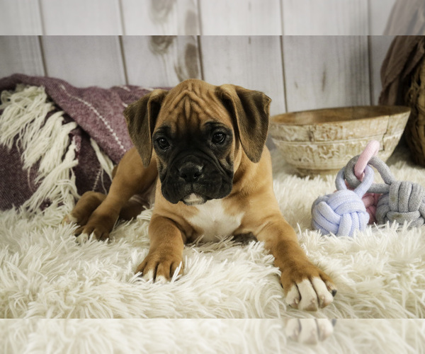 Medium Photo #4 Boxer Puppy For Sale in SHIPSHEWANA, IN, USA