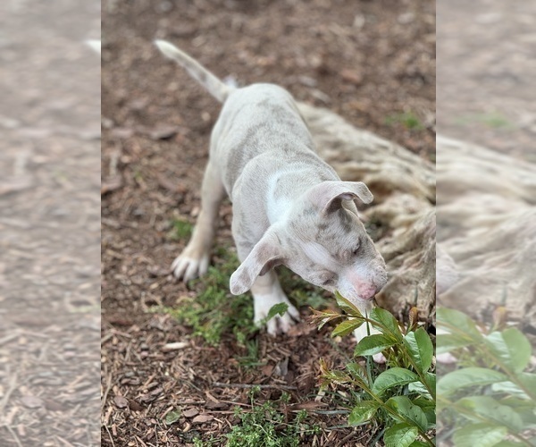 Medium Photo #3 American Bully Puppy For Sale in RICHMOND, VA, USA