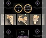 Puppy Rufus F1 Maltipoo