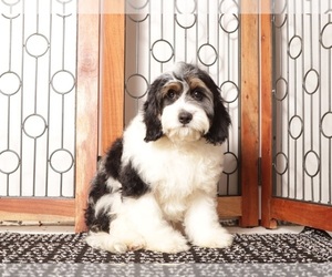 Cavapoo (Miniature) Puppy for Sale in NAPLES, Florida USA