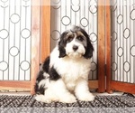 Small Cavapoo (Miniature)