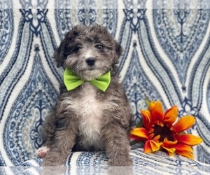 Aussiedoodle Miniature Puppy for sale in LAKELAND, FL, USA