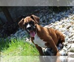 Small #3 Boxer