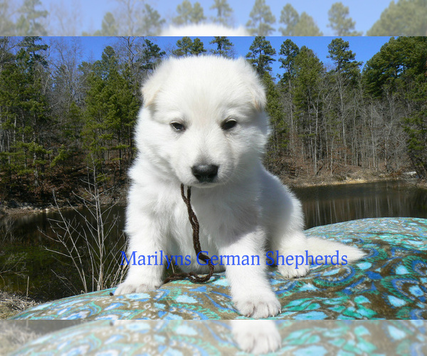 Medium Photo #3 German Shepherd Dog Puppy For Sale in PIEDMONT, MO, USA
