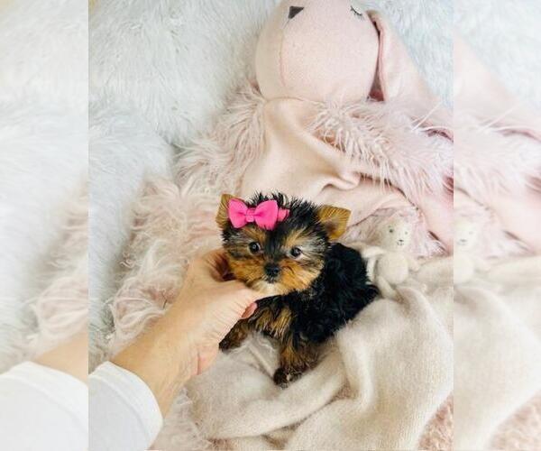 Medium Photo #4 Yorkshire Terrier Puppy For Sale in MIAMI, FL, USA