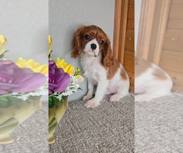 Medium Photo #6 Cavalier King Charles Spaniel Puppy For Sale in JASONVILLE, IN, USA