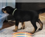 Puppy 3 Doberman Pinscher